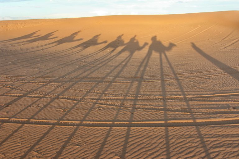 Wanddecoratie | Camelen in de Sahara, fotografie, fotograaf, reisfotografie, vrij werk, kunst, art